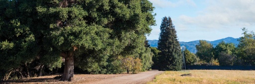 Une forêt majestieuse du passé